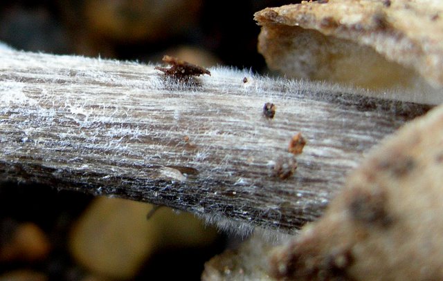 Volvariella  terrea  sp.nov.